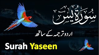 Surah Yasin ( Yaseen ) with Urdu Tarjuma | Quran tilawat | Episode 0080| Quran with Urdu Translation