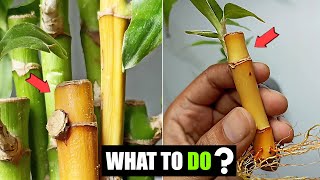 Why is my Bamboo stalk turning yellow in water ? screenshot 3