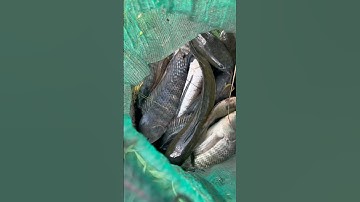 Săn bắt cá chuột theo máy cắt khủng bố cá #shorts săn bắt