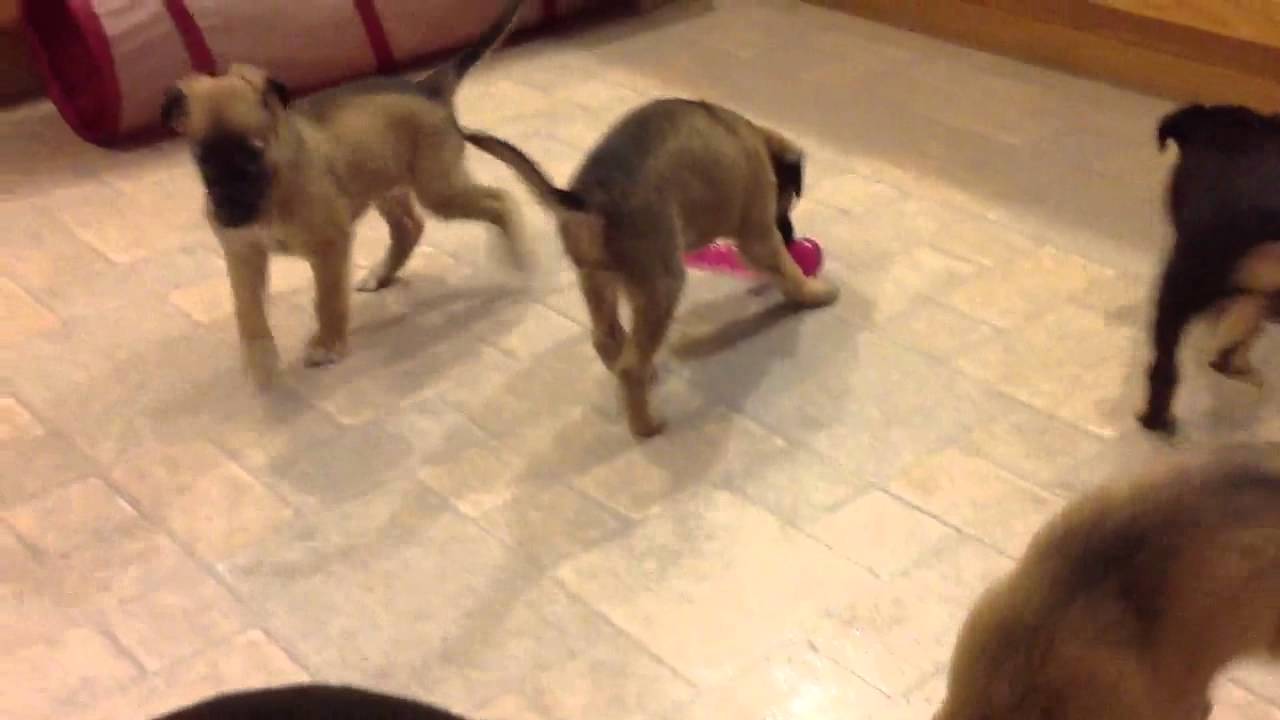 Longhaired whippet puppies playing