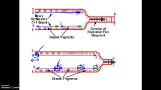2-27 AP19 Replication of DNA