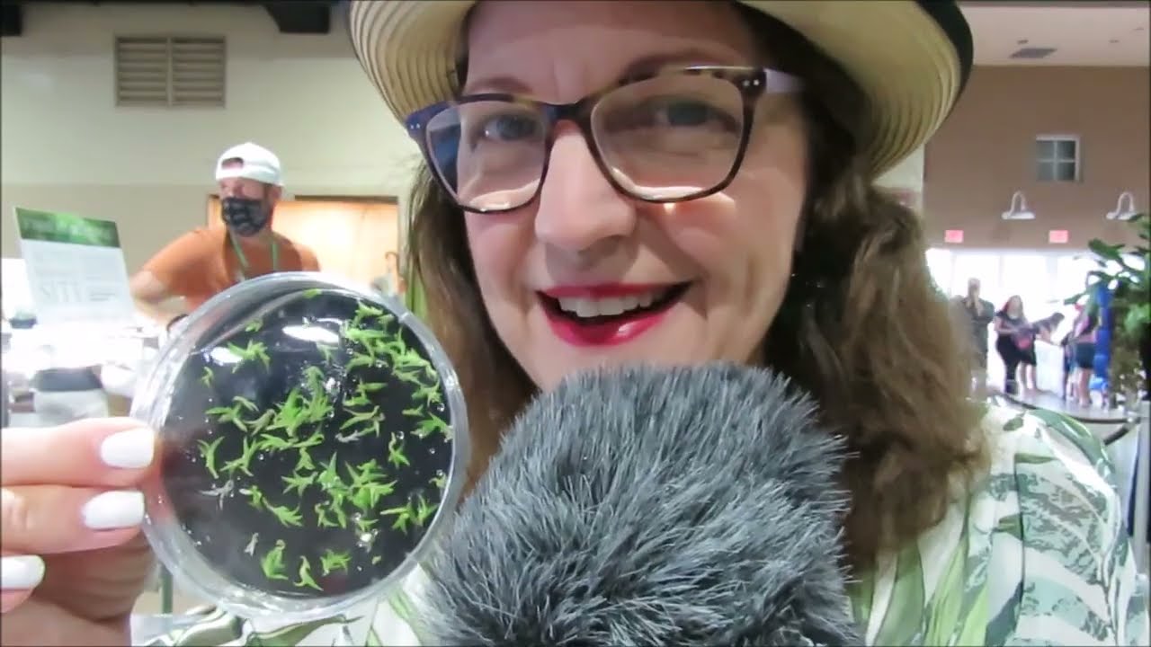 Como se siembran las semillas de orquideas para tener nuevas plantas, parecen polvo #362