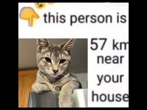This cat meme