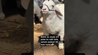 Tag 🐐 lovers✨#ytshorts #bakraeid2026 #viral #foryou #shortsfeed #bakra #fyp #explore #like #share