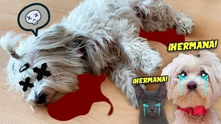 MI PERRO FINGE SU MUERTE Y SUS HERMANAS LLORAN MUCHO !! by Anima Dogs and Cats 102,682 views 5 months ago 14 minutes, 50 seconds