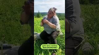 Высокомерие – возвышает или принижает? #Shorts