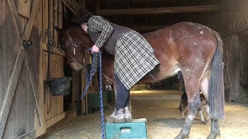 Clicker training horse to stand at / come to mounting block