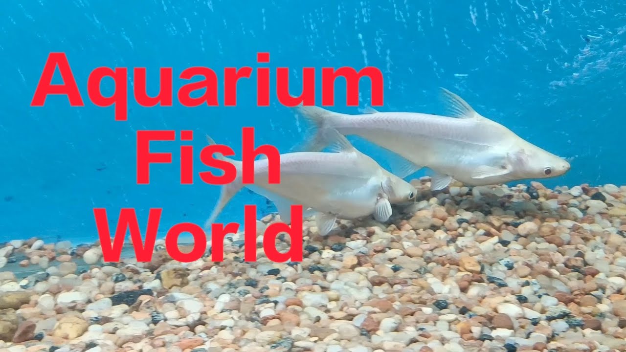 Fish exhibition Nagercoil aquarium fishworld aquariumfish 