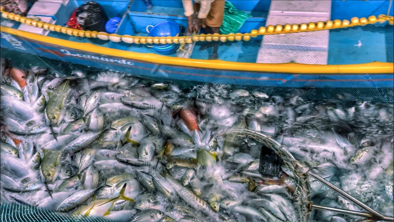 EXTREME Dangerous Fishing ⚠️ Huge Giant Trevally Caught | Purse Seine Fishing