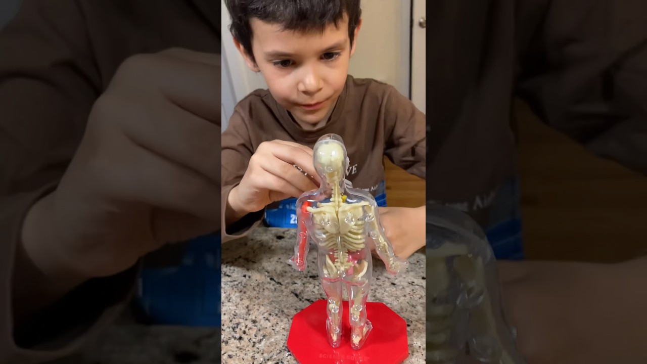 Educational Skeleton / Unbelievable Science Learning Toy 