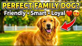 Golden Retriever Dog Breed Guide The Perfect Family Dog