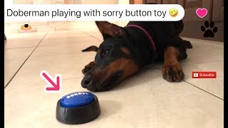 Doberman plays with Sorry Button (tries to figure out what it is) by Mom2Matt Plus3 13,776 views 5 years ago 1 minute