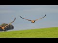 Buitre leonado (Gyps fulvus). Eurasian Griffon. En vuelo