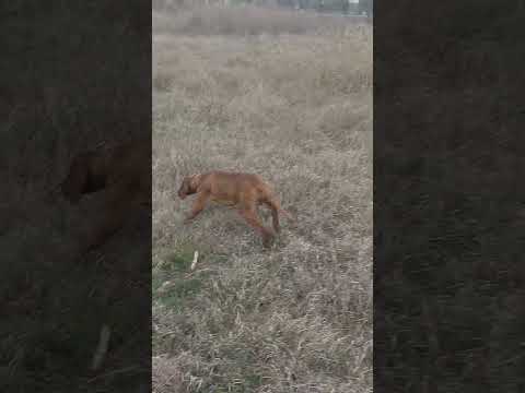 венгерская выжла, работа по фазану.