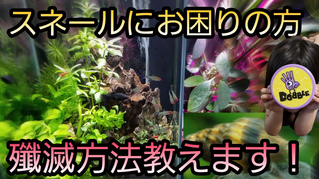 貝 スネールキラースネール 5匹の価格と最安値 おすすめ通販を激安で 貝 スネールキラースネール 5匹の価格と最安値 おすすめ通販を激安で