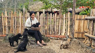 FULL VIDEO: The peaceful life of a country girl and her little dogs on a tranquil farm.