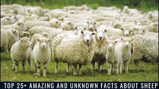 Top 25+ Amazing and Unknown Facts About Sheep