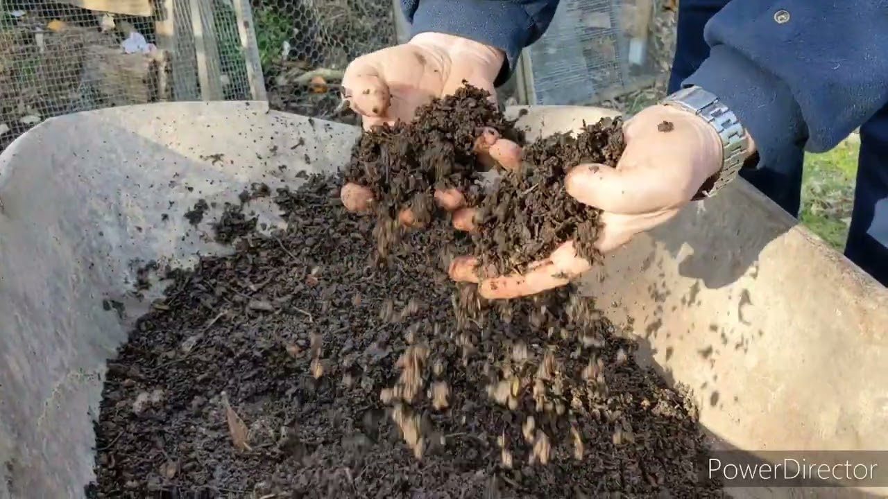 préparation de la culture des poires de terre ou Yacon