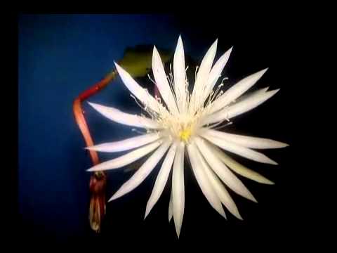  Bunga  Wijaya  Kusuma  Epiphyllum anguliger YouTube