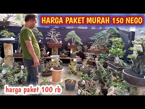 OBRAL HARGA PAKET 100 RB,POHON SIAP PAJANG.DI PAK JUNET📲0812-5248-0381 ...