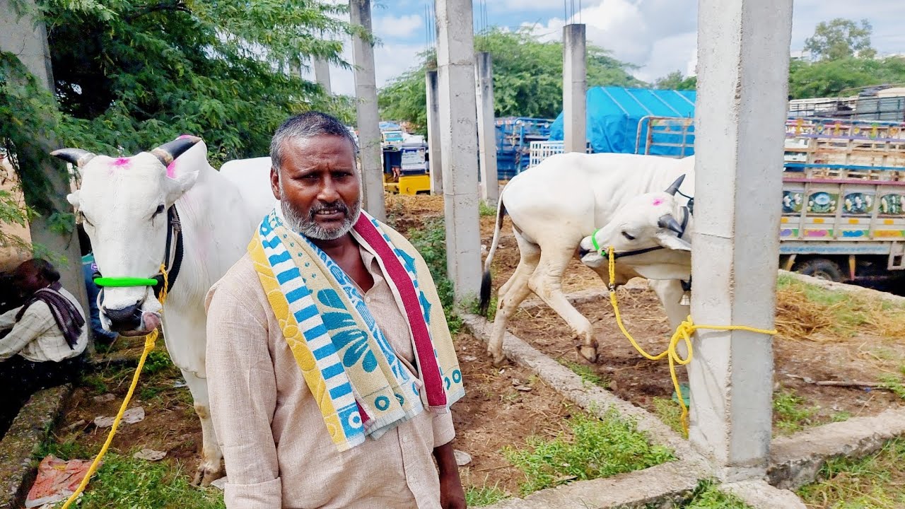 పెబ్బేరు సంతలో సేద్యపు ఎద్దులను కొనుగోలు చేసిన నెల్లూరు జిల్లా రైతులు-pebbair cattles market-bulls