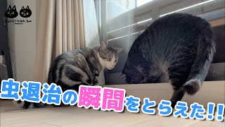 猫が虫を退治する瞬間がこちらです… by こてとら兄弟 333 views 2 years ago 4 minutes, 58 seconds