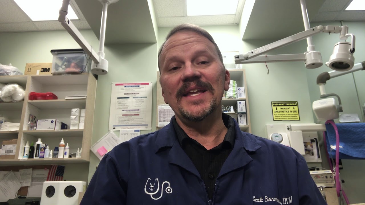 Dental Health by Dr. Scott Bormanis at St. Francis Animal Hospital