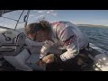 Epic Calamari Session off Sydney | Fishing Action