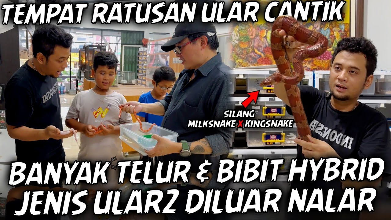 TEMUIN OM KUMA, RAJANYA ULAR COLUBRIDAE.. ADA BANYAK ULAR YANG BERHASIL DIKAWIN SILANG. BERBISA !?
