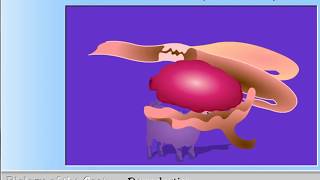 Reproductive anatomy of the female goat