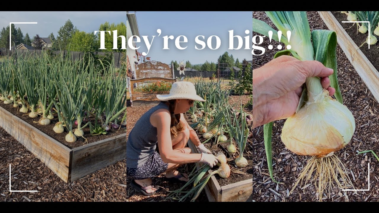 Onion Harvest | Best Year Yet
