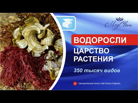 Водоросли. Подготовка к ЕГЭ по биологии. Краткая теория.
