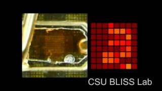 Clark Sensor Demo