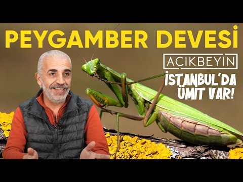 İstanbul'da Ümit Var | Peygamber Devesi | 25.Bölüm