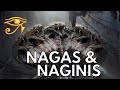 The Nagas & Naginis | Serpentine Beings of Indian Legend