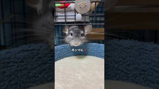 お立ち台でオヤツを食べた後にケージに逃げ帰るチンチラ＃chinchilla＃チンチラ＃shorts