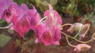 (HD 720p) Waltz of the Flowers (The Nutcracker), Tchaikovsky