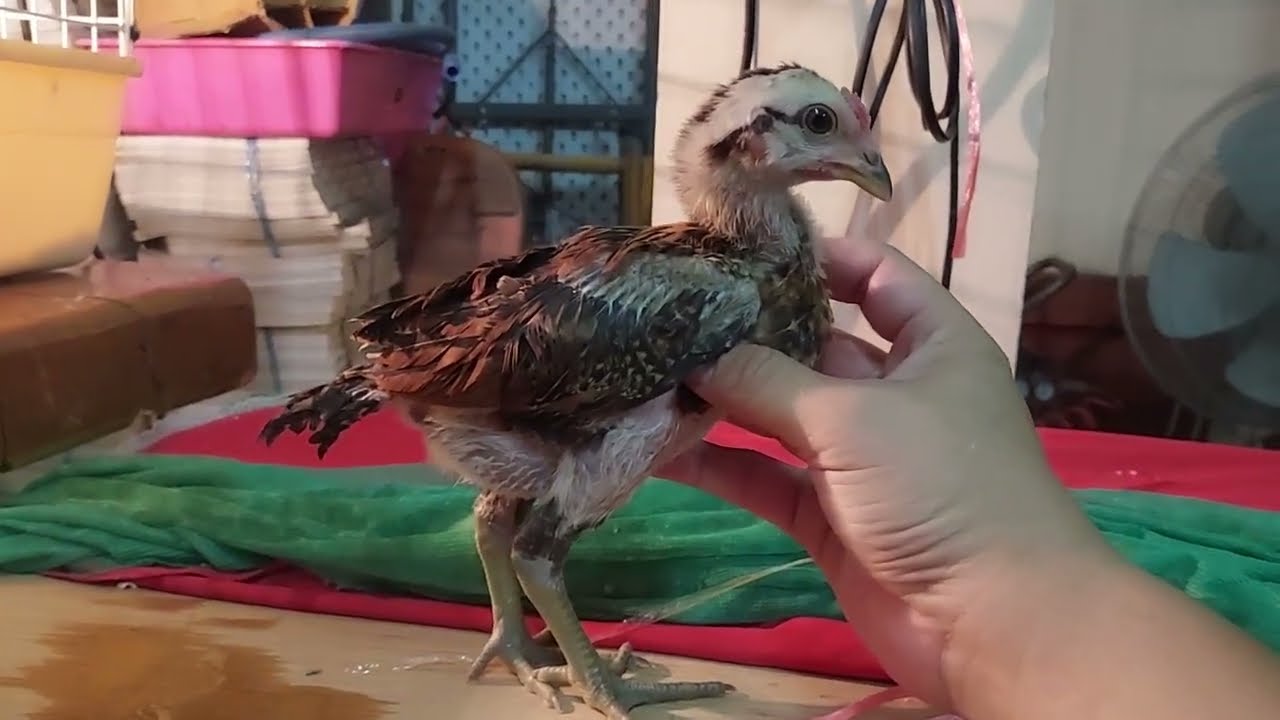 พาชมลูกไก่แม่สะเรียง100และลูกไก่ฝากผสมเจ้าสายฟ้า