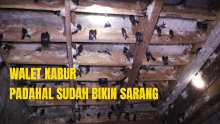 BURUNG WALET KABUR??? CARA MENGATASI WALET SUDAH BIKIN SARANG LALU KABUR KE GEDUNG LAIN