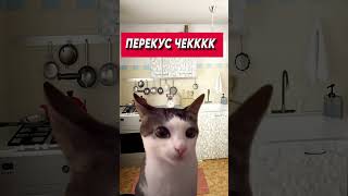 ДЕНЬ СТРИМЕРА ПО СТАНДОФФ 2 / КОТИКИ МЕМ