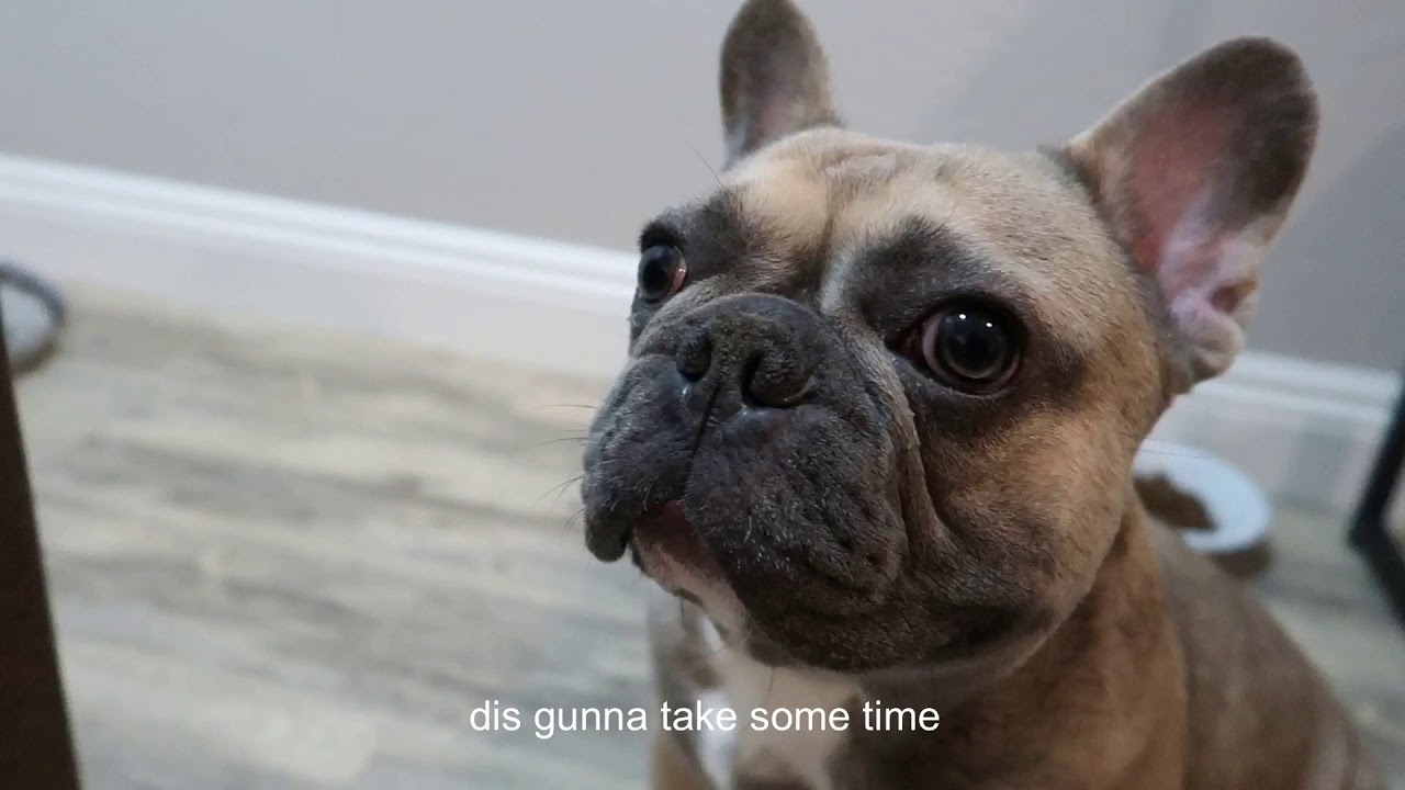 Frenchie Hates His New Kennel YouTube