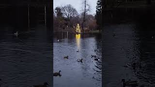 Different birds in Vienna city park Птицы в Городском парке Вены