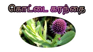 மூலிகை ரகசியம்"கொட்டை கரந்தை"/Herbal Secret"kottai karanthai" For long life |+919487261280