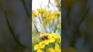 bee oilseed rape blossom 🌼 🌸 @crazytoons #savethebees