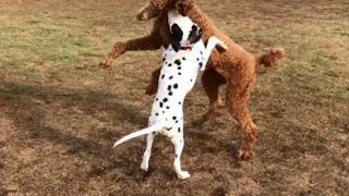 5 Month Old Dalmatian Puppy vs. Poodle at the Dog Park by Munchito696 6,631 views 6 years ago 54 seconds