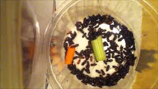 Mealworm Beetles Winter 2019 Part #211 11