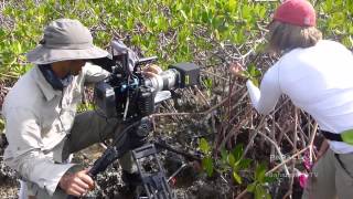 BahamaBlueTV: MANGROVES Behind the Scenes