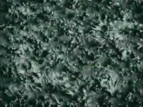 The Ring - Samaras Video
