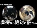【番外編】虐待?事故?人間よるケガなら絶対に許さん・深刻なケガをした『シゲ』と『サミ』の捜索と緊急保護!・沖縄猫保護活動の実態・野良猫の過酷な日常!
