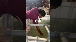 #FishFarm #CatfishFarming #Juveniles #Aquaculture